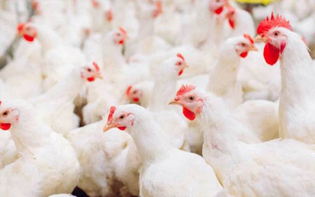 برائلر گوشت پھر مہنگا، نئی قیمت کتنی مقرر؟