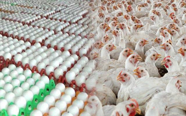 سستا پروٹین بھی مہنگا، برائلر گوشت اور انڈے بھی عوام کی پہنچ سے دور
