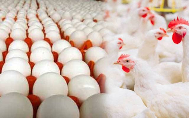 برائلر گوشت سستا، مگر  انڈے مزید مہنگے ہوگئے