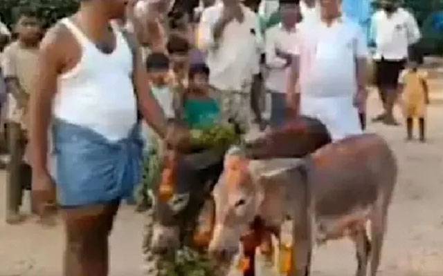 بھارت: بارش کیلئے گدھوں کی شادی کروانے کی انوکھی رسم