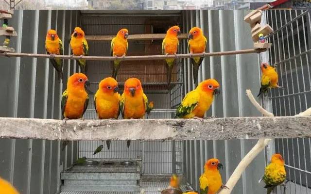  جنگلی پرندوں کی آن لائن خرید و فروخت کے خلاف کریک ڈاؤن جاری 