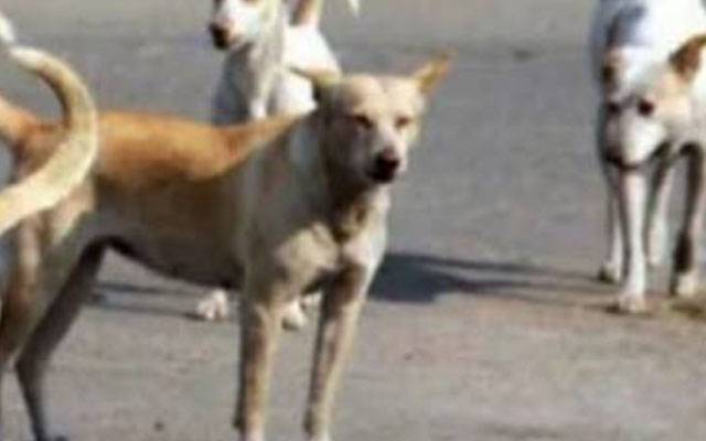 آوارہ کتے کے کاٹنے سے چار سالہ بچہ جاں بحق