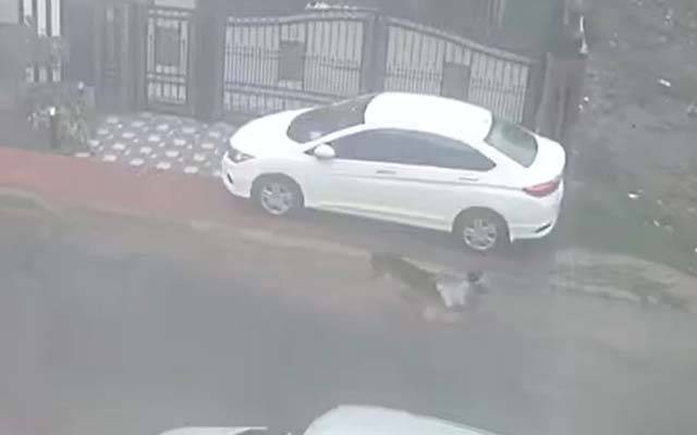 لاہور میں 2بچوں کو کتوں نے کاٹ لیا