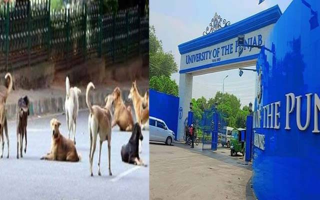 پنجاب یونیورسٹی کیمپس, یونیورسٹی پروفیسر کی کمسن بیٹی کو آوارہ کتوں نے نوچ ڈالا