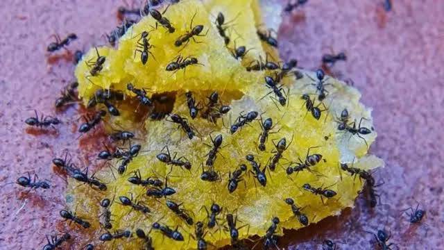 میٹھے میں چیونٹیاں شامل کرنا مہنگا پڑ گیا، ریسٹورنٹ کے مالک کو قید کا سامنا