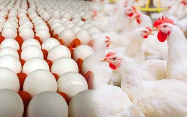 برائلر گوشت کی قیمت برقرار,اوور چارجنگ کا سلسلہ جاری