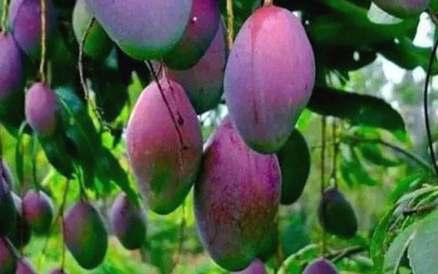 نایاب آم کی فی کلوقیمت 6 لاکھ روپے سے زیادہ، میازاکی آم کا ریکارڈ