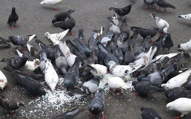 لاہور : جنگلی کبوتروں کی غیر قانونی نیٹنگ میں ملوث ملزم رنگے ہاتھوں گرفتار