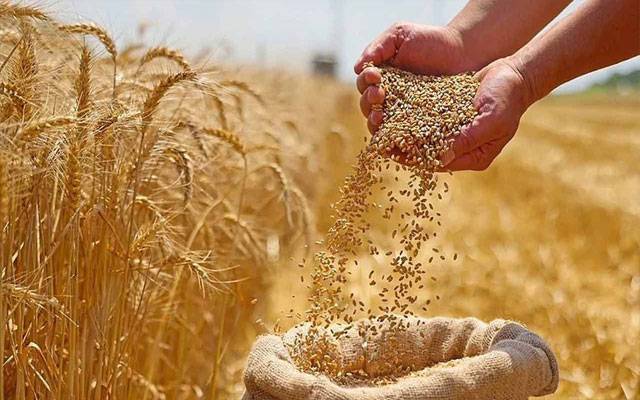 وفاقی حکومت کاگندم کی درآمدپرعائد تمام ٹیکسزاور ڈیوٹیز سےاستشنی دینےکی تیاری