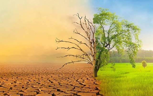 شدید گرمی اور خشک سالی سے فصلوں کے قدرتی دفاع کا اہم راز دریافت