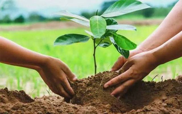 گرین پاکستان انیشیٹو کے تحت پنجاب بھر میں شجرکاری کا آغاز