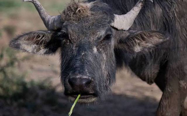 20 بھینسیں دلدل میں پھنس گئیں، 13 ہلاک