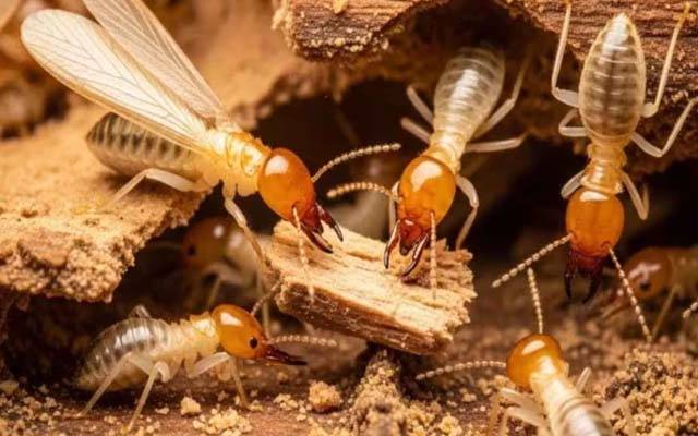 دیمک سے لکڑی بچانے کے گھریلو طریقے، یہ آسان نسخے آزمائیں