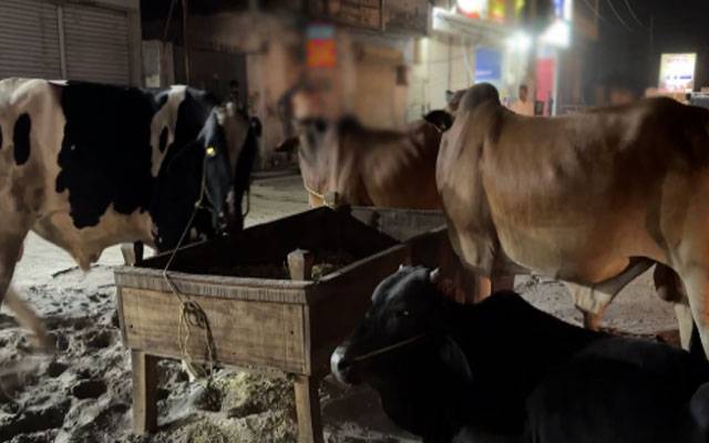 ستھرا پنجاب مہم: رہائشی علاقوں میں مویشیوں کے خلاف آپریشن  کے دوران 20 حویلیاں و باڑے مسمار