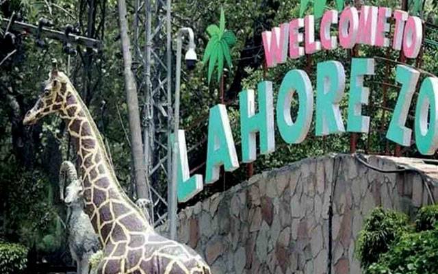 لاہور چڑیا گھر میں جنگلی جانوروں کی ذہنی و جسمانی نشوونما کیلئے منفرد انرچمنٹ پلان