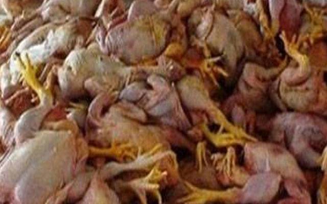 ڈولفن سکواڈ مزنگ کی کارروائی، مردہ مرغی کا 40 کلو سے زائد گوشت برآمد