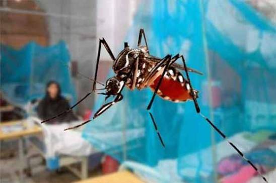 راولپنڈی میں ڈینگی کے 6 کنفرم کیسز رپورٹ
