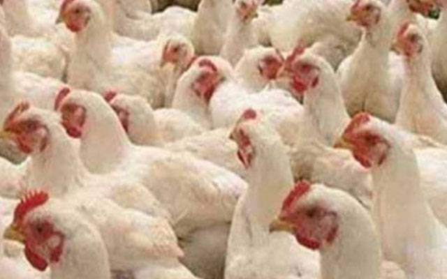 برائلر گوشت کی قیمت مستحکم، دکاندار اوورچارجنگ سے باز نہ آئے