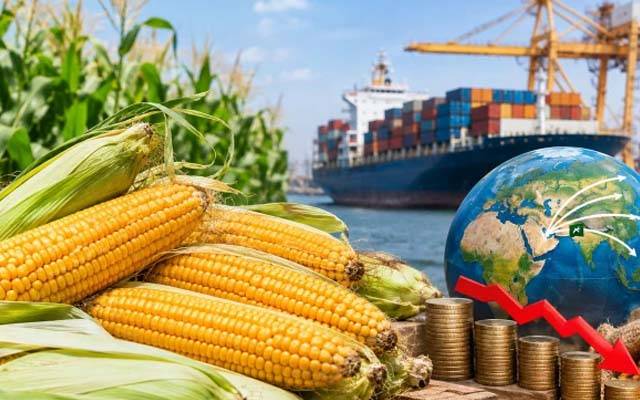 پاکستان کی دیسی مکئی بین الاقوامی منڈیوں میں 15 فیصد کم قیمت پر فروخت 