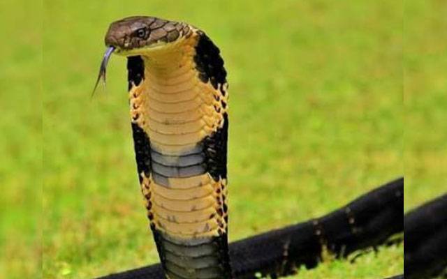 پنجاب : رواں سال 1060 افراد کو سانپوں نے ڈس لیا،6 افراد جان کی بازی ہار گئے