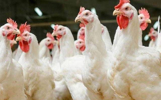  مرغی کا گوشت، مٹن اور بیف مہنگے داموں فروخت 