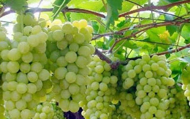انگور کے حیرت انگیز فوائد  