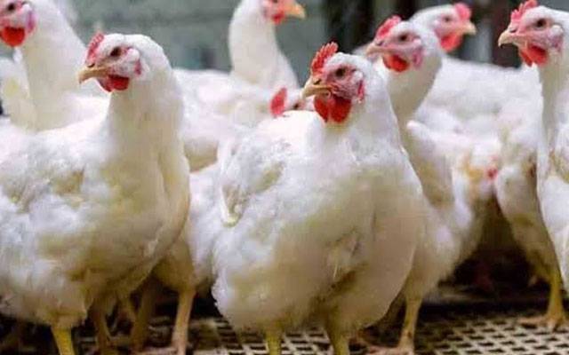 سستا پروٹین بھی پہنچ سے باہر،مقررہ ریٹ سے 100 روپے مہنگا بکنے لگا