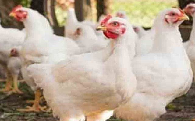 برائلر گوشت کی قیمت میں اضافہ