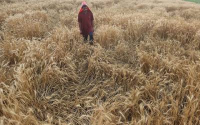 حالیہ بارشوں سے گندم کی فصل کو نقصان کا خدشہ
