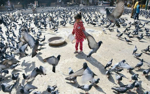 خوراک نہ ملنے سے پرندے مرنے لگے
