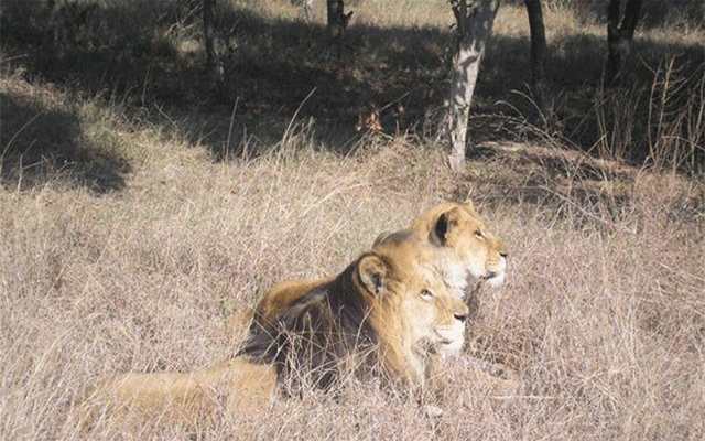 لاہور سفاری پارک کے 14 شیر فروخت