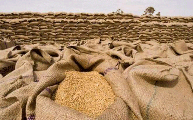  گندم خریداری مراکز پر باردانہ کی تقسیم اور خریداری کا سلسلہ جاری