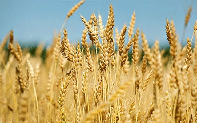 حکومت کا گندم کی قیمت 2200 روپے فی من کرنے کا اعلان