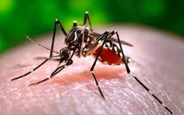 سکولوں میں ڈینگی پھیلنے کا خدشہ، محکمہ تعلیم ان ایکشن، بڑا حکم دیدیا