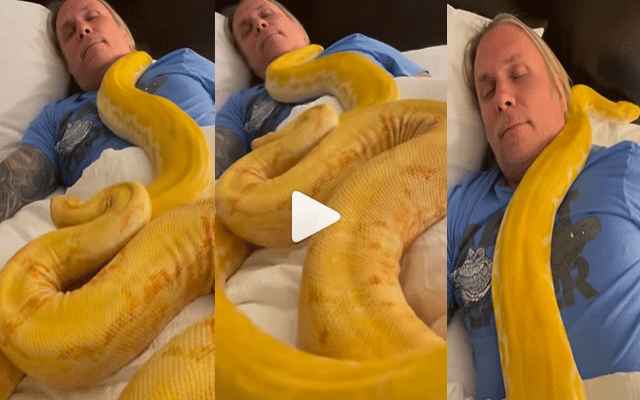 سوتے شخص پر 2 دیوہیکل سانپ چڑھ گئے، پھر کیا ہوا؟ خوفناک ویڈیو دیکھیے