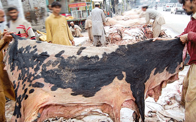 Sacrificial Animal hides