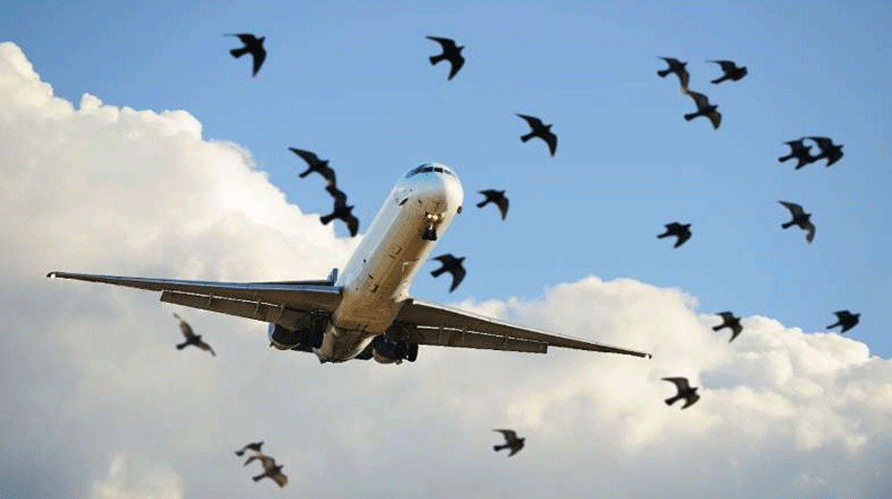 PIA plane Bird Strike
