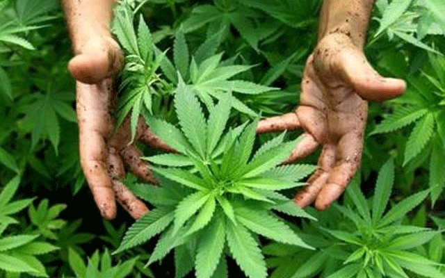 Bhang Authority