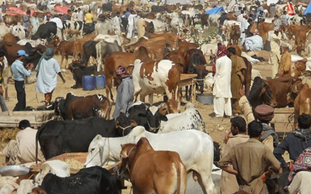 Cattle Market