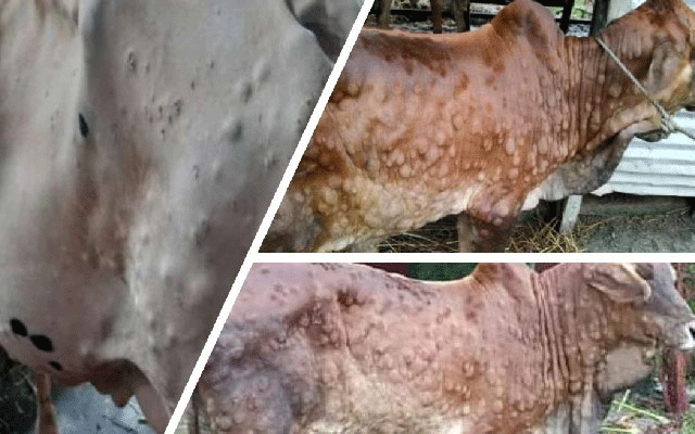 lumpy Skin