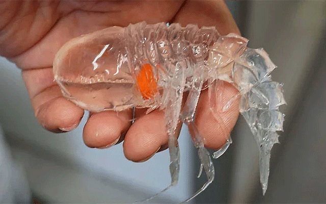 A mysterious creature was found in the deep sea