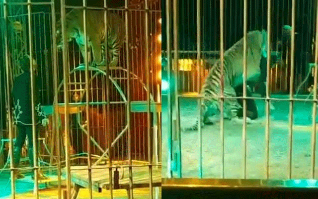 Tiger attack on orbit during circus