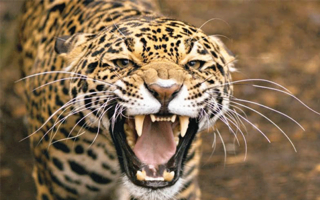 A cheetah that entered Pakistan from the Indian border was killed