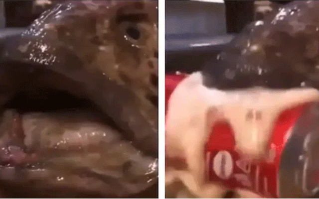 Viral video of a fish that was Cut by sheif but still it was alive 