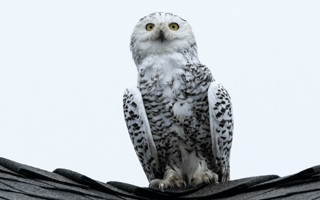 In Southern California, citizens gather to see snowy owls