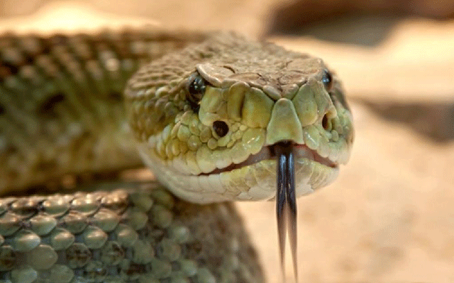 Snake in Women Bag