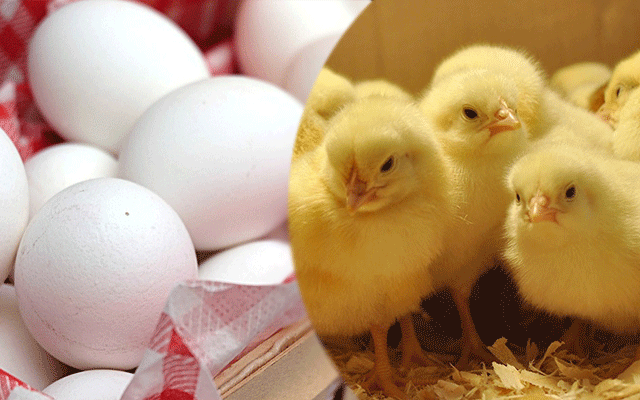 Increase in poultry prices in Egypt
