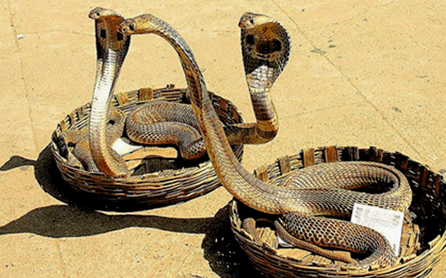 ایئرپورٹ پر خاتون کے بیگ سے 22 سانپ برآمد