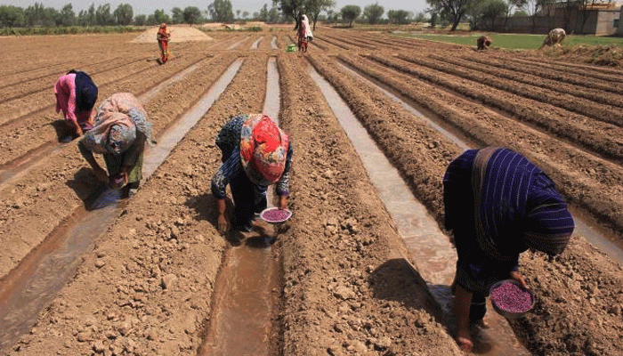 Cotton Sowing Campaign, Cottown Support Price in Punjab, City42, Mohsin Naqvi Caretaker Chief Minister Punjab