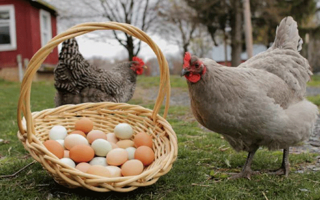 The egg came first or the hen? City42